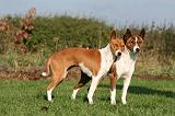 BASENJI 082